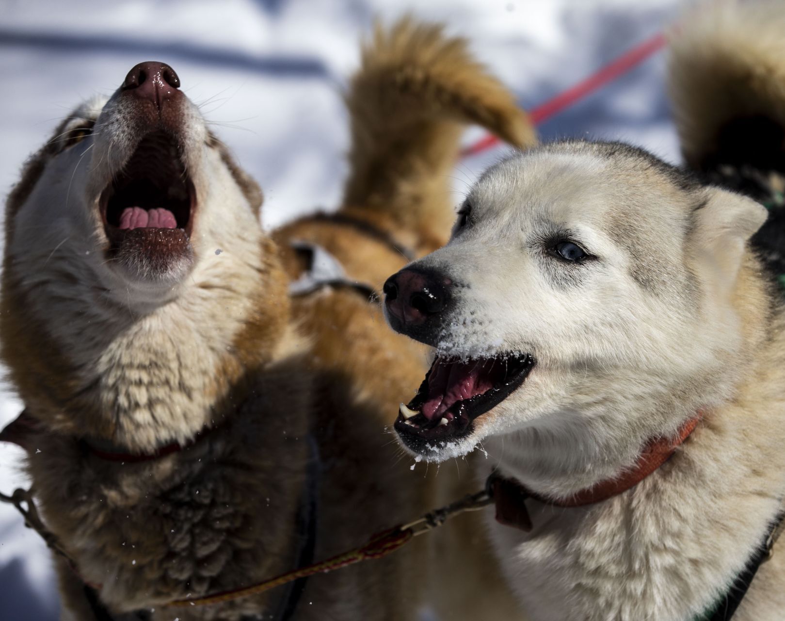 Snow treat for sled dog team